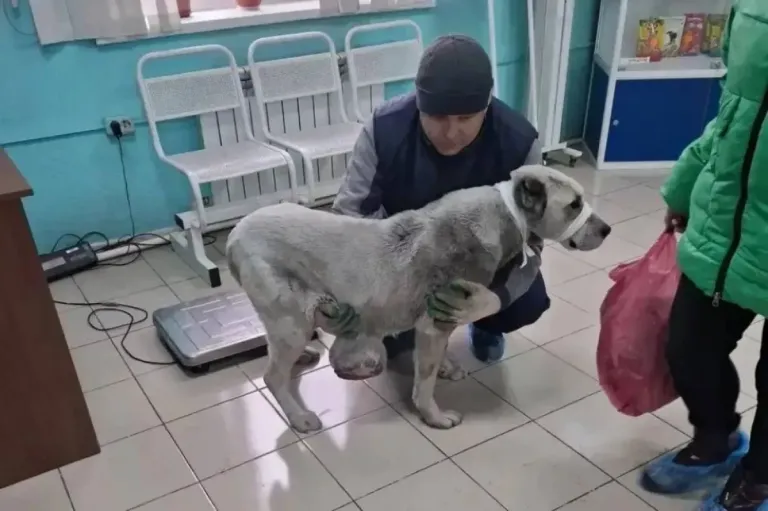 В Черемхове у алабая удалили трёхкилограммовую опухоль