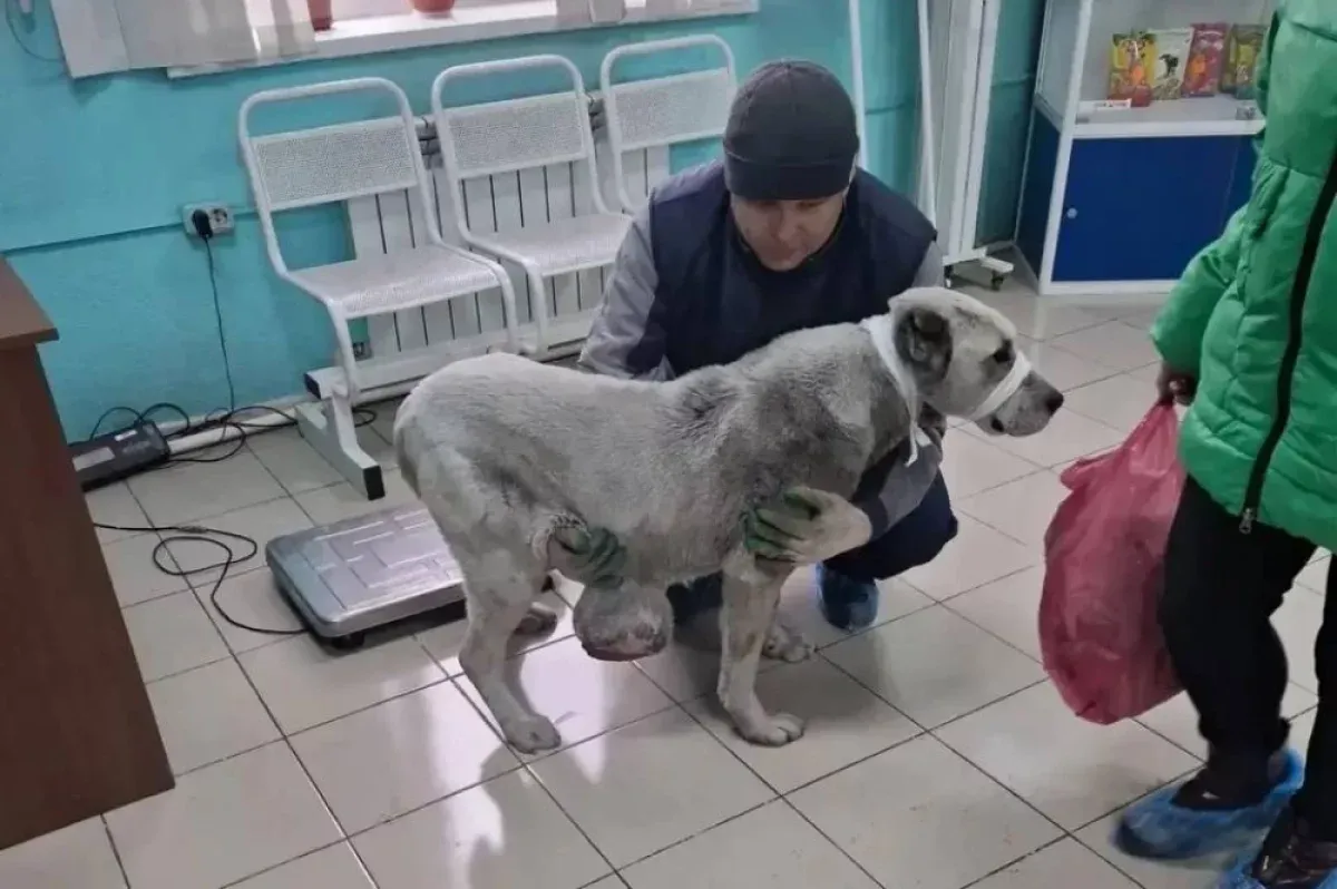 В Черемхове у алабая удалили трёхкилограммовую опухоль
